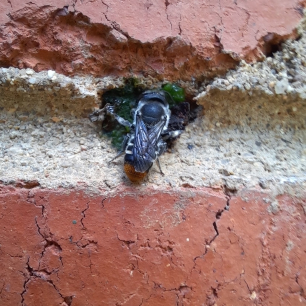 Megachile ferox at Downer, ACT - 7 Dec 2021