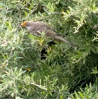 Anthochaera chrysoptera (Little Wattlebird) at Ulladulla - Millards Creek - 5 Dec 2021 by vivdavo