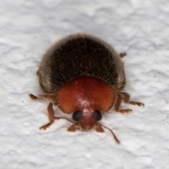 Scymnodes sp. (genus) at Melba, ACT - 2 Oct 2021