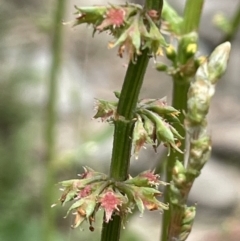 Rumex brownii (Slender Dock) at Namadgi National Park - 6 Dec 2021 by JaneR