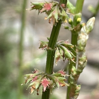 Rumex brownii (Slender Dock) at Namadgi National Park - 6 Dec 2021 by JaneR