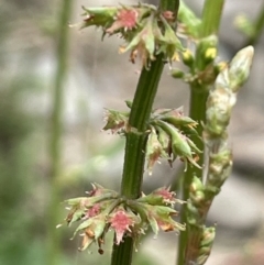 Rumex brownii (Slender Dock) at Booth, ACT - 6 Dec 2021 by JaneR