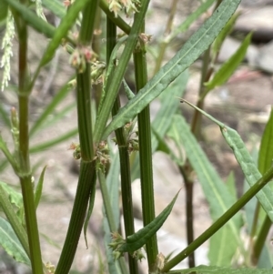 Rumex brownii at Booth, ACT - 6 Dec 2021