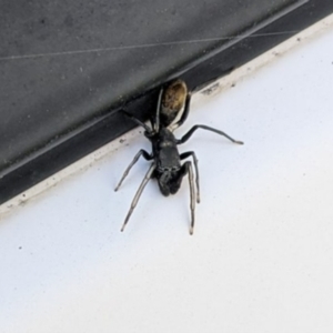 Myrmarachne sp. (genus) at Ainslie, ACT - suppressed