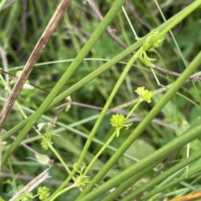 Ranunculus sessiliflorus var. sessiliflorus (Small-flowered Buttercup) at Namadgi National Park - 6 Dec 2021 by JaneR