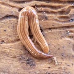 Fletchamia quinquelineata (Five-striped flatworm) at Bruce, ACT - 7 Dec 2021 by trevorpreston