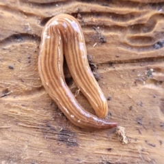 Fletchamia quinquelineata (Five-striped flatworm) at Black Mountain - 7 Dec 2021 by trevorpreston