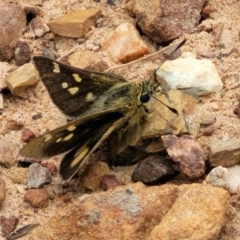 Trapezites luteus (Yellow Ochre, Rare White-spot Skipper) at Bruce, ACT - 7 Dec 2021 by trevorpreston