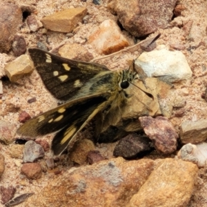 Trapezites luteus at Bruce, ACT - 7 Dec 2021