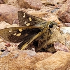 Trapezites luteus at Bruce, ACT - 7 Dec 2021