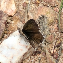 Neolucia agricola (Fringed Heath-blue) at Bruce, ACT - 7 Dec 2021 by tpreston