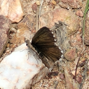 Neolucia agricola at Bruce, ACT - 7 Dec 2021 01:35 PM