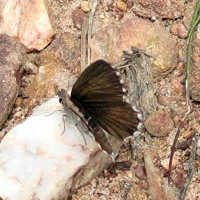 Neolucia agricola (Fringed Heath-blue) at Black Mountain - 7 Dec 2021 by trevorpreston