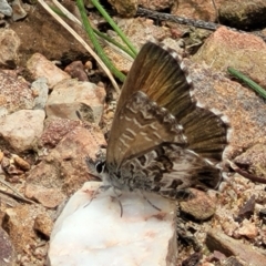 Neolucia agricola at Bruce, ACT - 7 Dec 2021