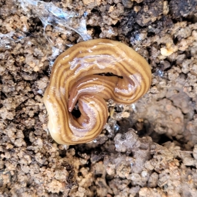 Fletchamia quinquelineata (Five-striped flatworm) at Black Mountain - 7 Dec 2021 by trevorpreston