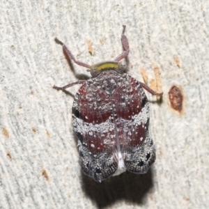 Platybrachys decemmacula at Acton, ACT - 3 Dec 2021 12:58 PM