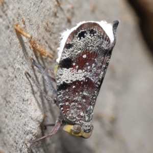 Platybrachys decemmacula at Acton, ACT - 3 Dec 2021 12:58 PM