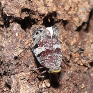 Platybrachys decemmacula at Acton, ACT - 3 Dec 2021