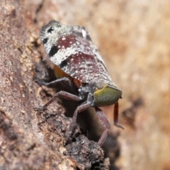 Platybrachys decemmacula at Acton, ACT - 3 Dec 2021 12:58 PM