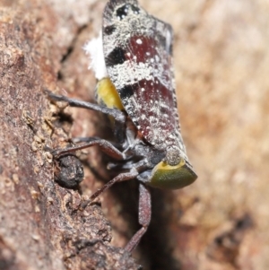 Platybrachys decemmacula at Acton, ACT - 3 Dec 2021 12:58 PM