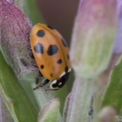 Hippodamia variegata (Spotted Amber Ladybird) at Yaouk, NSW - 5 Dec 2021 by AlisonMilton