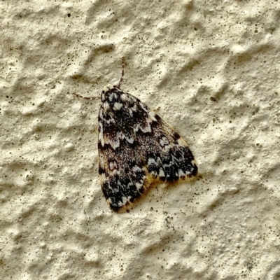 Halone coryphoea (Eastern Halone moth) at QPRC LGA - 6 Dec 2021 by Wandiyali
