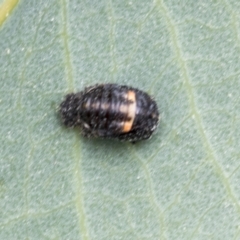 Hippodamia variegata (Spotted Amber Ladybird) at Yaouk, NSW - 5 Dec 2021 by AlisonMilton