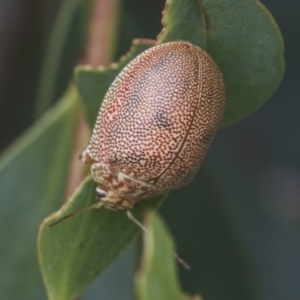 Paropsis atomaria at Yaouk, NSW - 5 Dec 2021