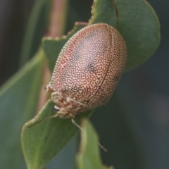 Paropsis atomaria (Eucalyptus leaf beetle) at Yaouk, NSW - 5 Dec 2021 by AlisonMilton