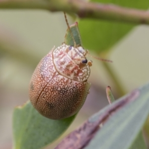 Paropsis atomaria at Yaouk, NSW - 5 Dec 2021