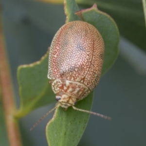 Paropsis atomaria at Yaouk, NSW - 5 Dec 2021