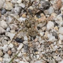 Unverified Spider at Yaouk, NSW - 5 Dec 2021 by AlisonMilton