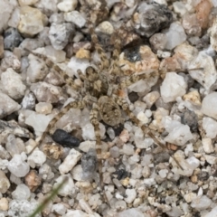 Unidentified Spider (Araneae) at Yaouk, NSW - 5 Dec 2021 by AlisonMilton