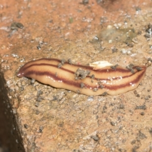 Anzoplana trilineata at Higgins, ACT - 9 Nov 2021