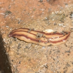 Anzoplana trilineata (A Flatworm) at Higgins, ACT - 8 Nov 2021 by AlisonMilton