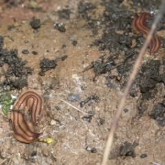 Anzoplana trilineata at Higgins, ACT - 9 Nov 2021