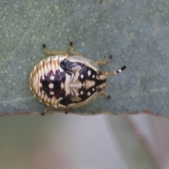 Anischys sp. (genus) (Unidentified Anischys bug) at Bruce, ACT - 11 Nov 2021 by AlisonMilton