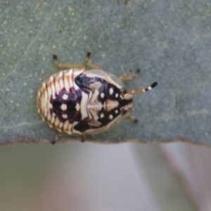 Anischys sp. (genus) at Bruce, ACT - 11 Nov 2021