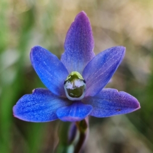 Thelymitra planicola at suppressed - 7 Dec 2021