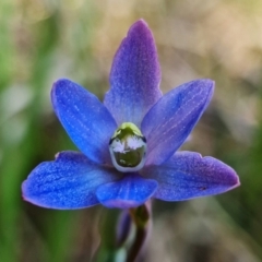 Thelymitra planicola (A sun orchid) at Jervis Bay National Park - 7 Dec 2021 by RobG1