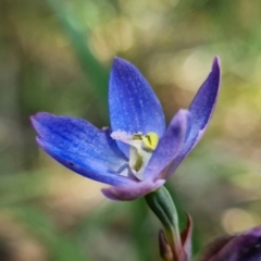 Thelymitra planicola at suppressed - 7 Dec 2021