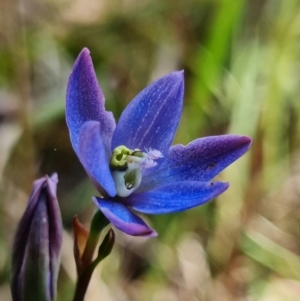 Thelymitra planicola at suppressed - 7 Dec 2021