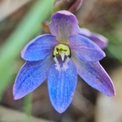 Thelymitra planicola at suppressed - 7 Dec 2021