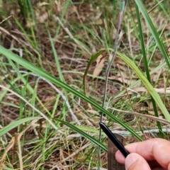 Thelymitra planicola at suppressed - 7 Dec 2021