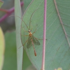 Enicospilus sp. (genus) (An ichneumon wasp) at The Pinnacle - 19 Nov 2021 by AlisonMilton