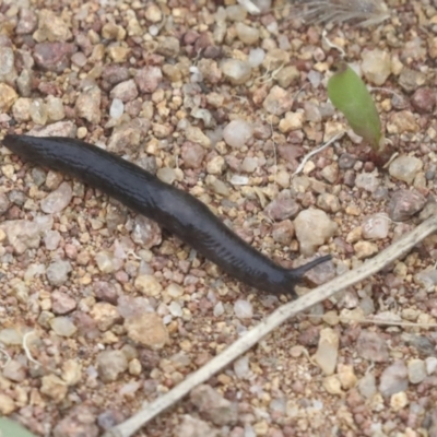 Deroceras laeve (Marsh Slug) at Molonglo Valley, ACT - 19 Nov 2021 by AlisonMilton