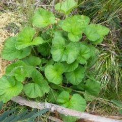 Pelargonium (genus) (A Stork’s Bill) at Cotter River, ACT - 5 Dec 2021 by ChickenLittle