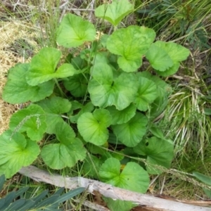 Pelargonium sp. at Cotter River, ACT - 5 Dec 2021