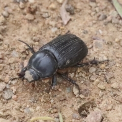 Semanopterus subcostatus (Scarab beetle) at The Pinnacle - 19 Nov 2021 by AlisonMilton