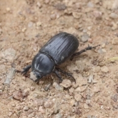 Semanopterus subcostatus at Hawker, ACT - 19 Nov 2021 04:34 PM